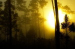 Mistige ochtend in The Everglades
